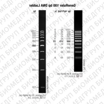 Маркер длин ДНК GeneRuler 100 bp, 10 фрагментов от 100 до 1000 п.н., 0,5 мкг/мкл, Thermo FS, SM0241, 50 мкг