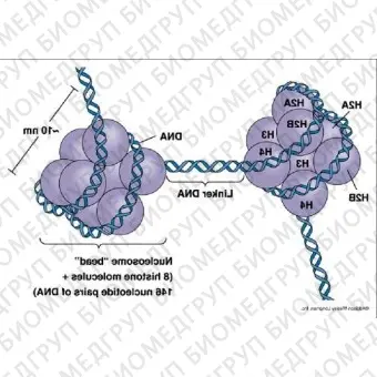 Набор Methylated DNA MeDIP ChIP Kit, для иммунопреципитации, Abcam, ab11713548, 48 тестов