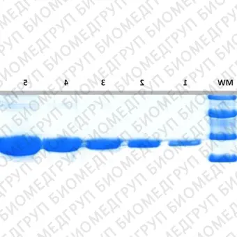 Краситель для белкового фореза InstantBlue Coomassie Protein Stain, Abcam, ab119211, 1 л