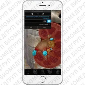 Анатомическое приложение iOS Physiology  Pathology
