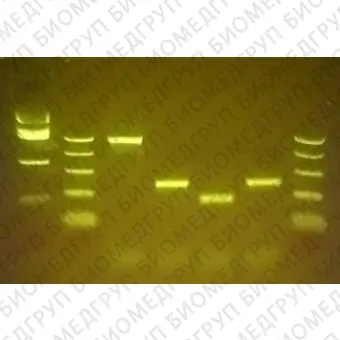 Система электрофореза для ДНК blueGel