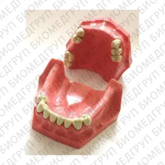 Анатомическая модель для стоматологии SP001P