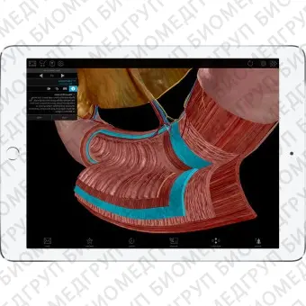 Анатомическое приложение iOS Physiology  Pathology