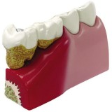 Анатомическая модель зубов 2860