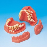 Анатомическая модель прорезывание зубов PE-PDI004