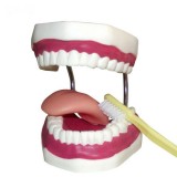 Анатомическая модель прорезывание зубов UM-A8-02