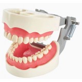 Анатомическая модель прорезывание зубов 1560 series