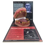 Анатомическая модель прорезывание зубов 79758