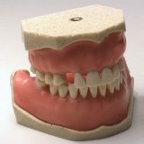 Анатомическая модель прорезывание зубов E04