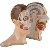 Анатомическая модель головы A76