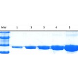 Краситель для белкового фореза InstantBlue Coomassie Protein Stain, Abcam, ab119211, 1 л