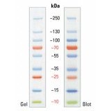 Маркеры молекулярной массы белков, окрашенные, PageRuler, 10-250 кДа, для SDS-электрофореза и вестерн-блоттинга, Thermo FS, 26620, 10х250 мкл