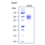 Фактор лейкемия-ингибирующий, рекомбинантный белок, rhLif, Россия, PSC010-10, 10 мкг