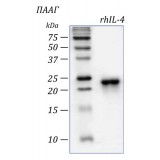 Интерлейкин 4 человека, рекомбинантный белок, rhIL-4, Россия, PSG040-100, 10x10 мкг