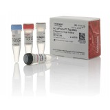 ДНК-полимераза AccuPrime Taq DNA Polymerase, high fidelity, Thermo FS, 12346094, 1000 реакций