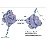 Набор Methylated DNA (MeDIP) Kit – DNA, для иммунопреципитации, Abcam, ab117133-48, 48 тестов