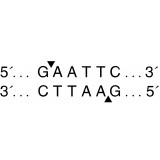 Эндонуклеаза рестрикции EcoRI, 100 000 ед/мл, New England Biolabs, R0101 T, 10 000 единиц