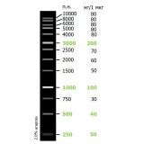 Маркеры длины ДНК Sky-High (13 фрагментов от 250 до 10 000 п.н.)(50 мкг (100 применений))