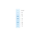 Неокрашенные маркеры молекулярной массы белков Precision Plus Protein™ Unstained, Strep-таг, 10–250 кДа(1 х 1 мл)