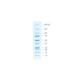 Окрашенные маркеры молекулярной массы белков Precision Plus Protein All Blue, 10-250 кДа(1 х 500 мкл)