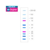 Окрашенные маркеры молекулярной массы белков Precision Plus Protein™ Dual Color, 10-250 кДа(1 х 500 мкл)